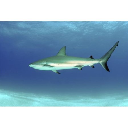 STOCKTREK IMAGES StockTrek Images PSTAMN400023U Caribbean Reef Shark Nassau The Bahamas Poster Print; 17 x 11 PSTAMN400023U
